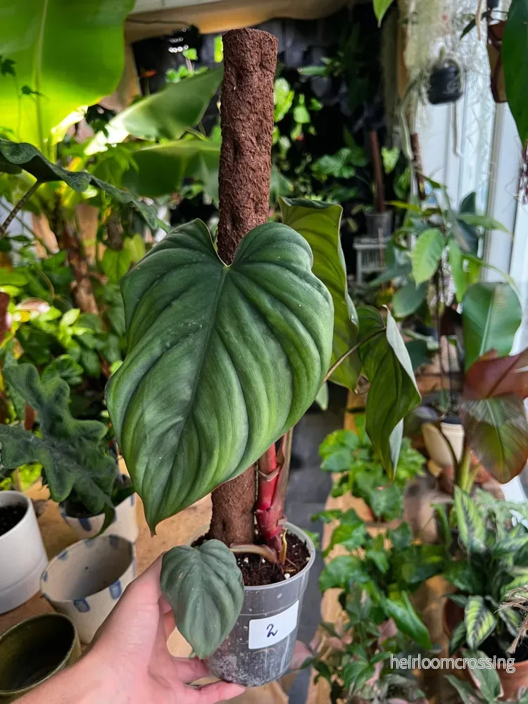 Philodendron sp Colombia - Bild 3