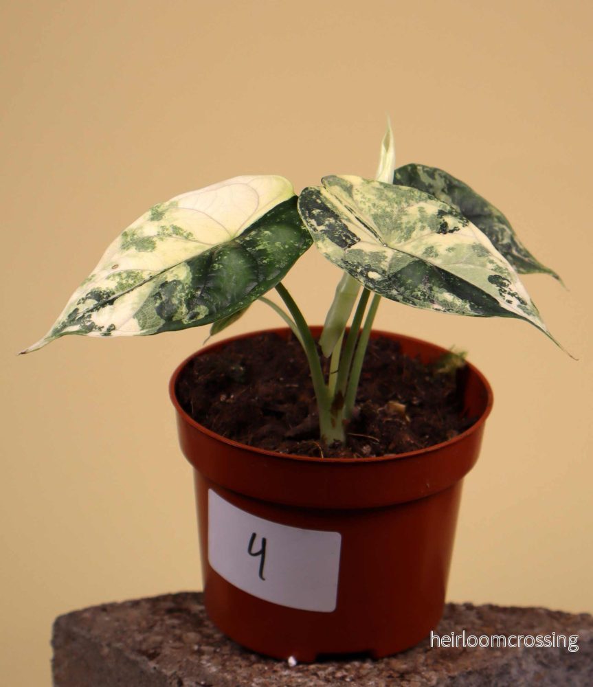 Alocasia dragon scale albo variegata - Bild 2