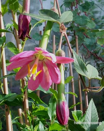 Banan passionsfrukt (Passiflora mollissima) | frön, 15 st.