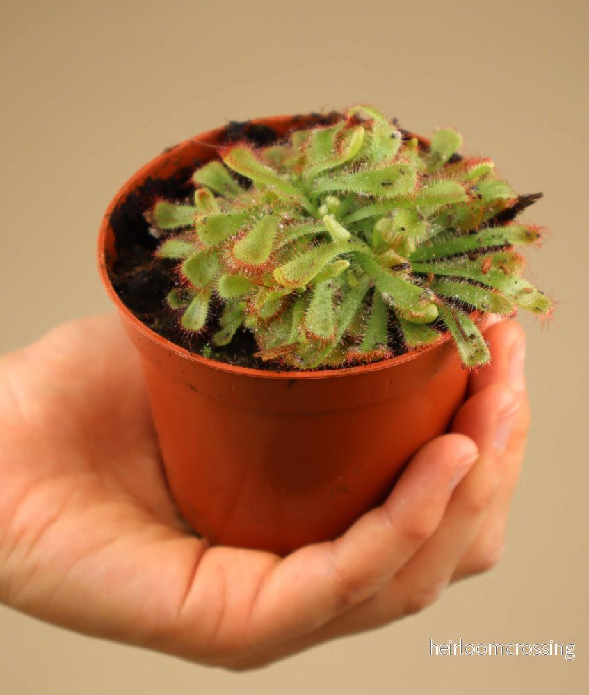 Drosera aliciae - Bild 2