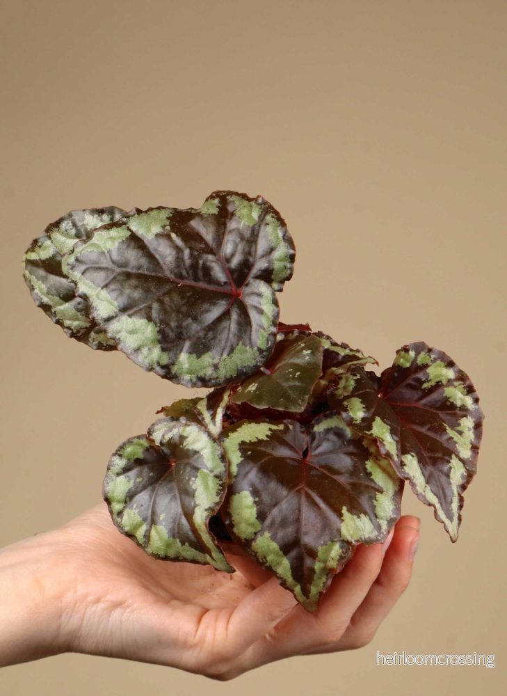 Begonia ignita - Bild 3