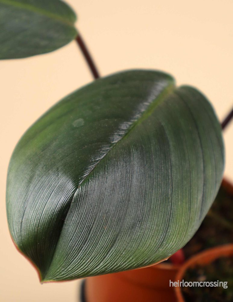 Homalomena 'Red Sumatra' - Bild 3