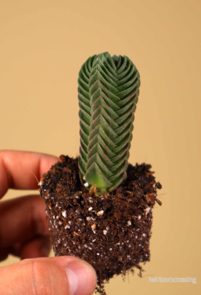 Crassula pyramidalis - Bild 3