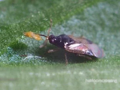 Orius rovfästing (Orius majusculus) | mot trips - Bild 2