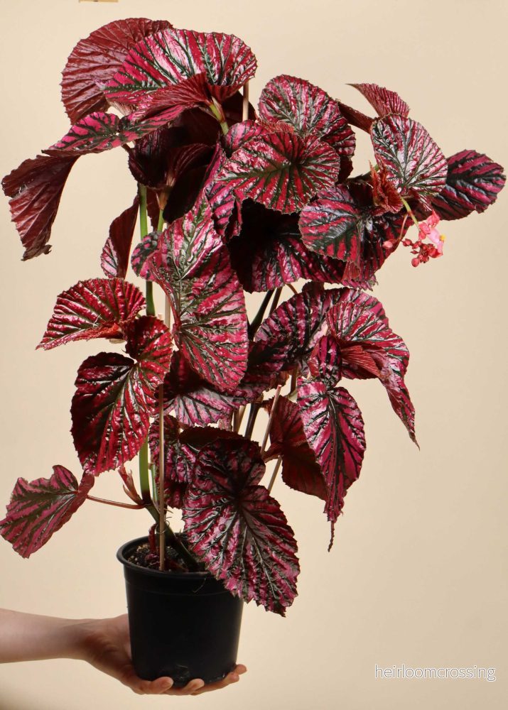 Begonia brevirimosa Begonia brevirimosa