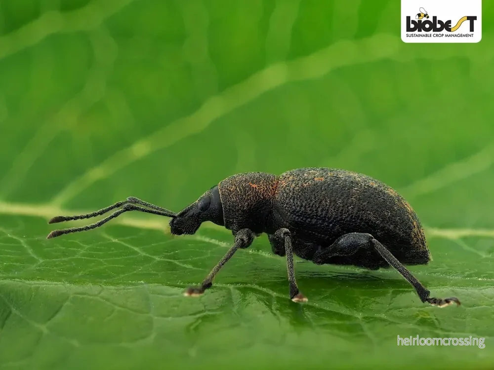 Nematoder | mot vivlar - Bild 3