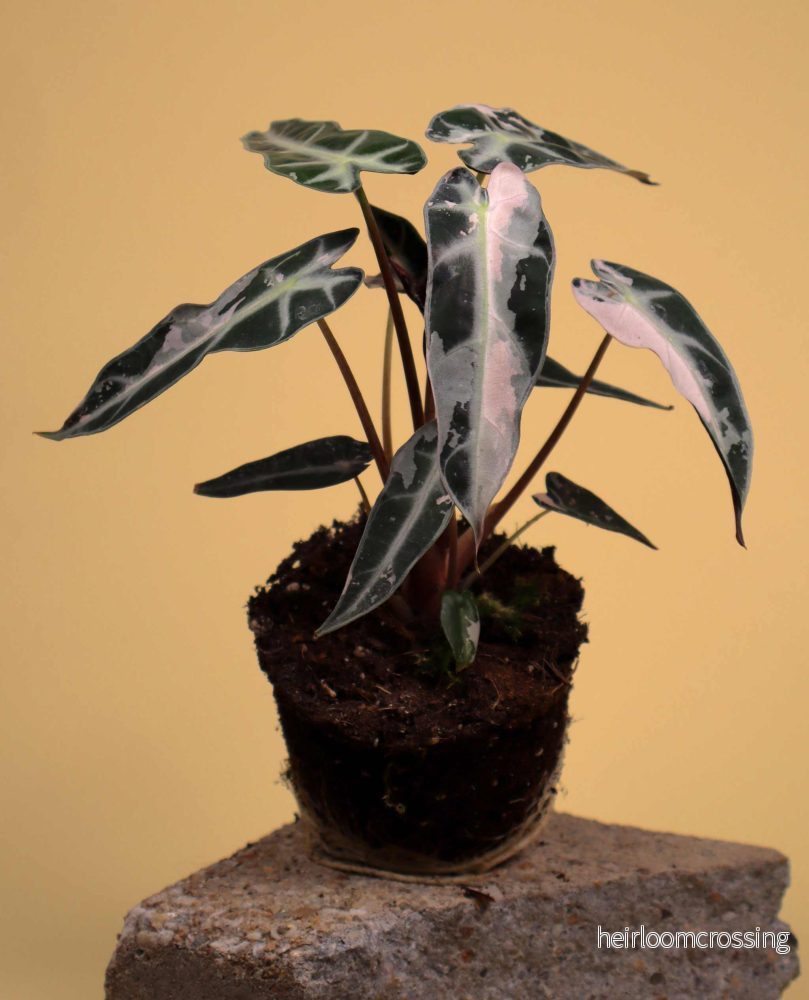 Alocasia bambino pink variegata - Bild 2
