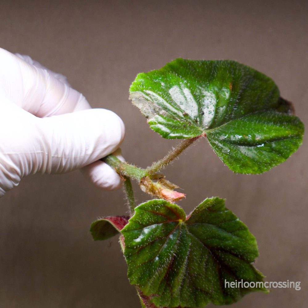 Begonia x credneri 'Oldemor' - Bild 3