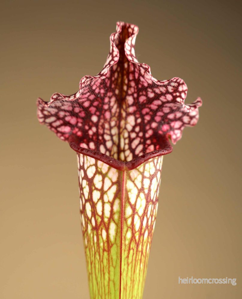 Sarracenia leucophylla - Bild 2