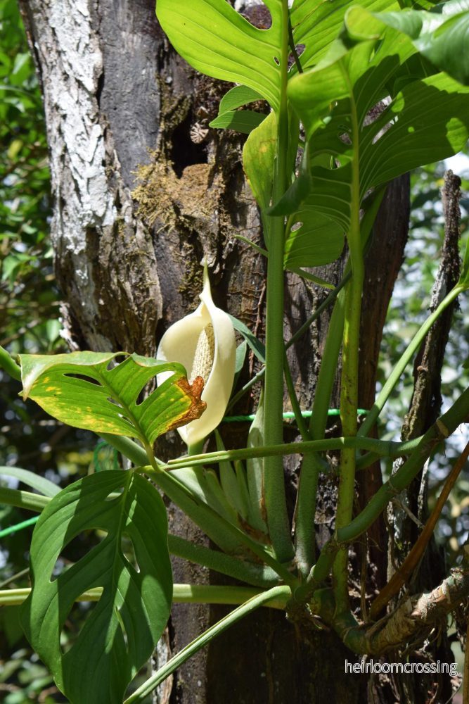 Monstera adansonii 'Monkey mask' - Bild 3
