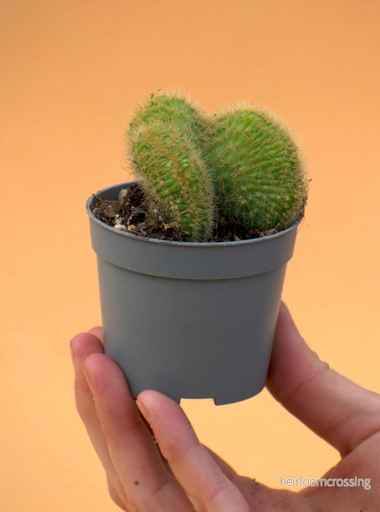 Bronskaktus 'Hildewintera aureispina'