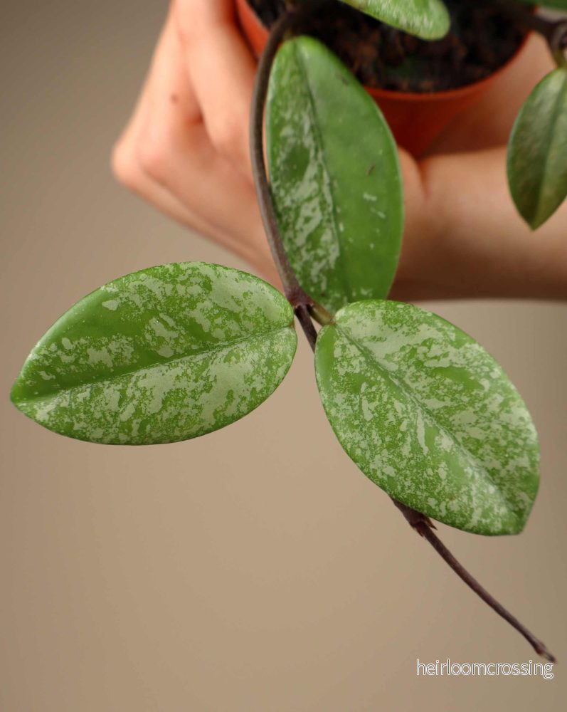 Hoya carnosa 'stardust' - Bild 3