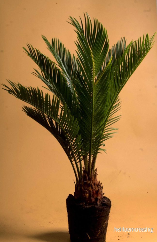 Kottepalm 'cycas revoluta' - Bild 2