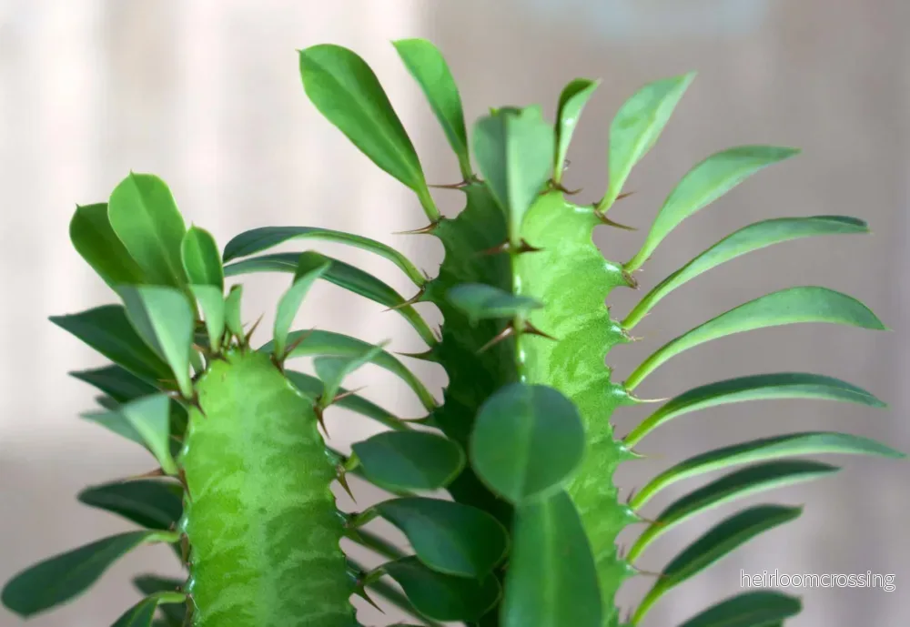 Euphorbia trigona - Bild 2
