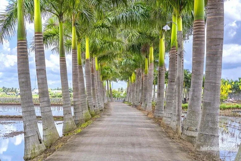 Kunglig palm (Roystonea regia) | frön, 10 st.