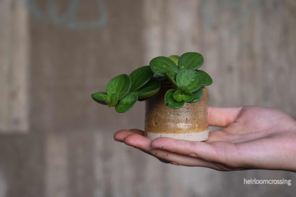 Peperomia hope - Bild 3