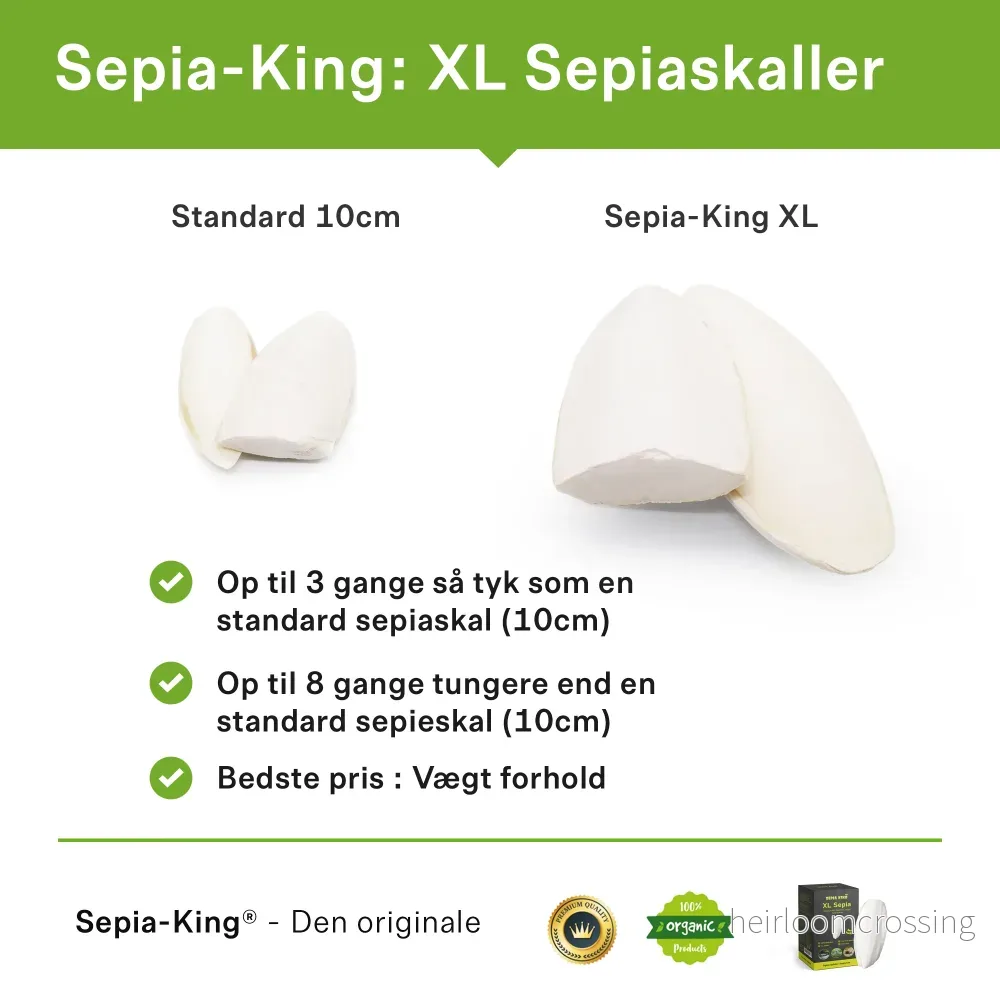 Bläckfiskskal XL (3 st.) - Bild 2