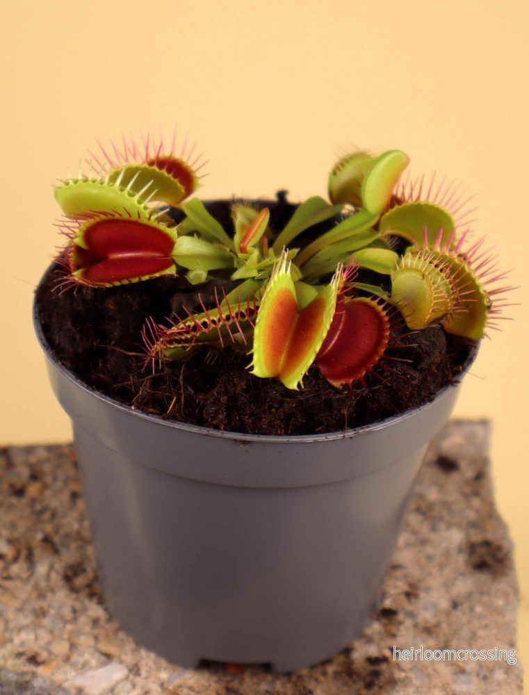 Dionaea muscipula 'Venus flugfälla' - Bild 3