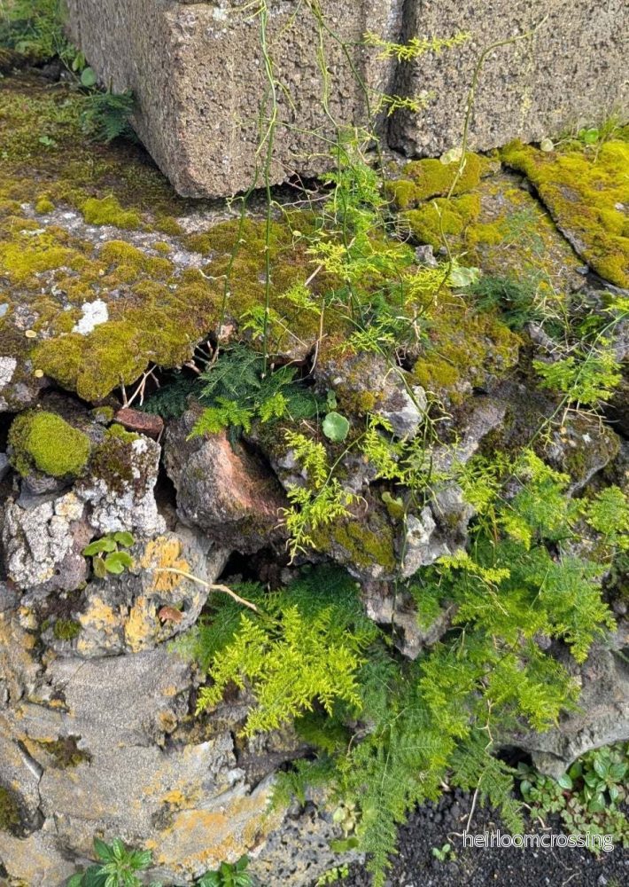 Fjädersparris 'Asparagus setaceus' - Bild 3