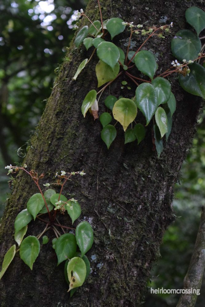 Begonia conchifolia