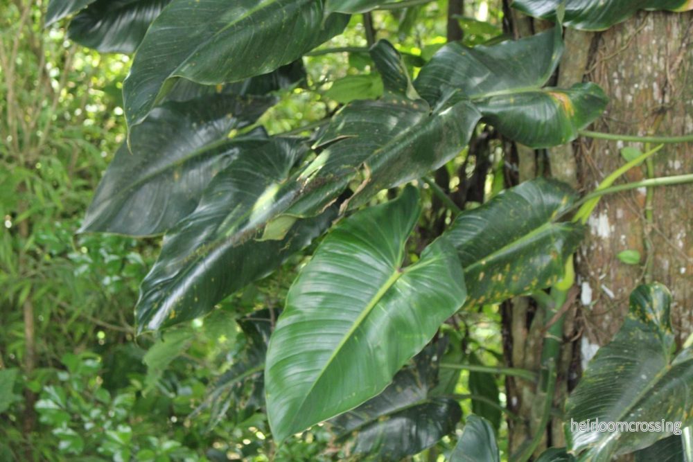 Philodendron brenesii Philodendron brenesii