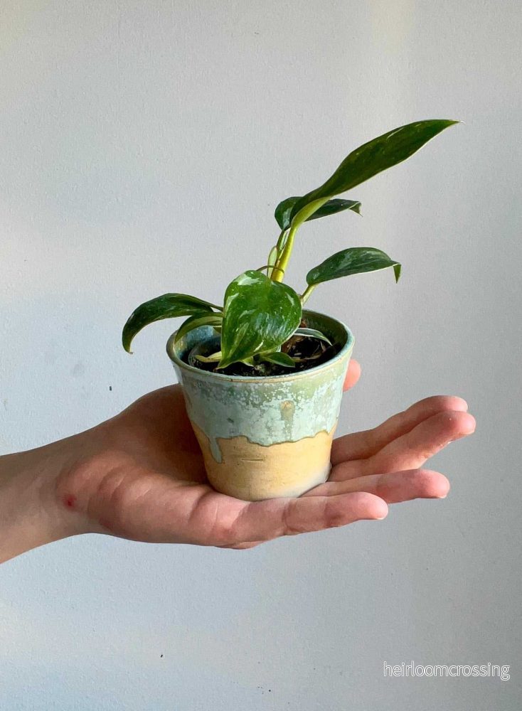 pot but also cup | 6 cm pot but also cup | 6 cm