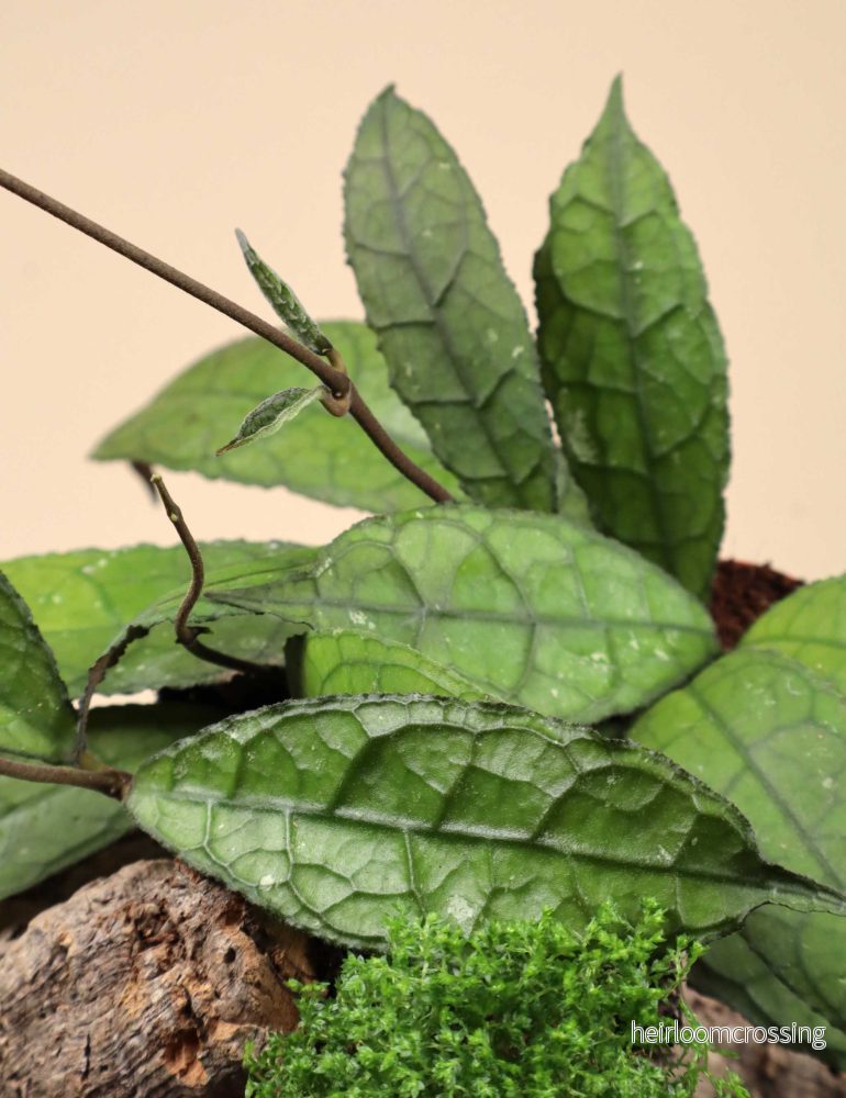 Hoya aff. clemensiorum