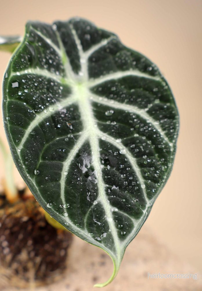 Alocasia reginula 'ninja' - Bild 2