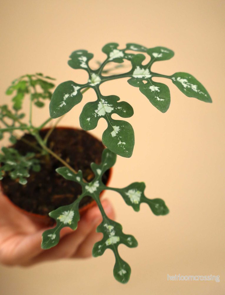 Adenia perrieri