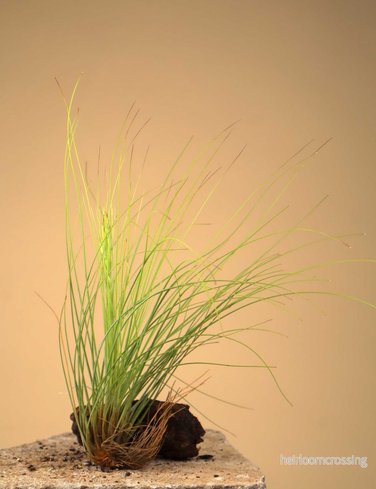 Tillandsia juncea - Bild 2