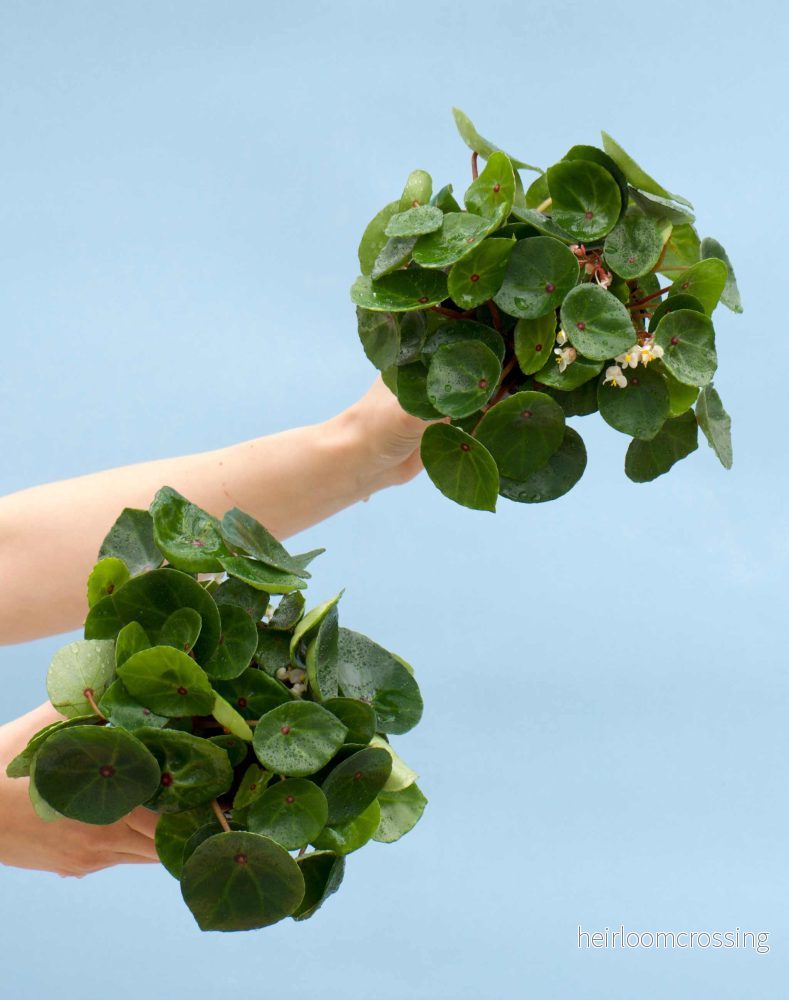 Begonia conchifolia - Bild 2