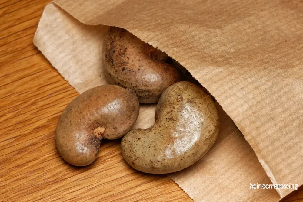 Cashewnötter (Anacardium occidentale) | frön, 3 st. - Bild 2