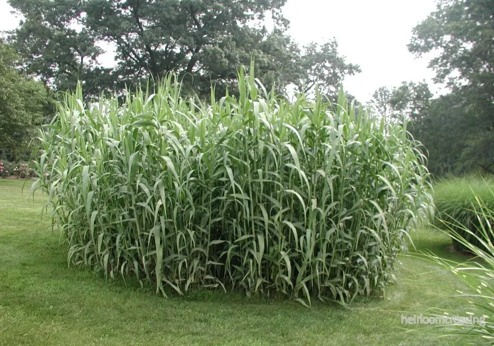 Jättevass (Arundo donax) | frön, 20 st.