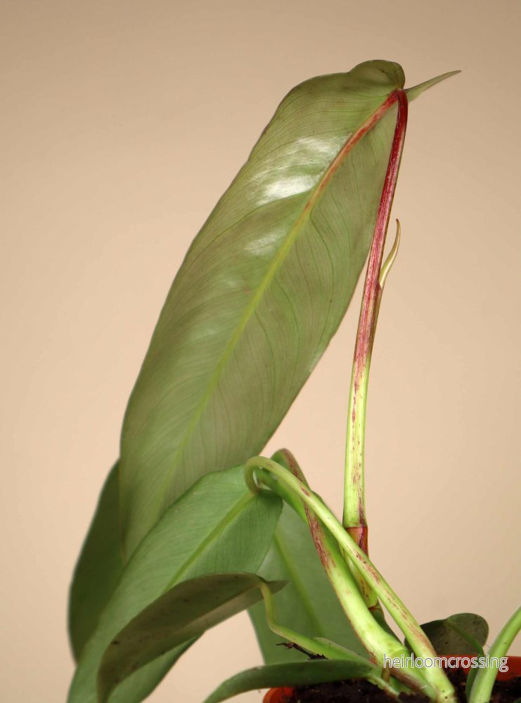 Philodendron spiritus-sancti - Bild 2