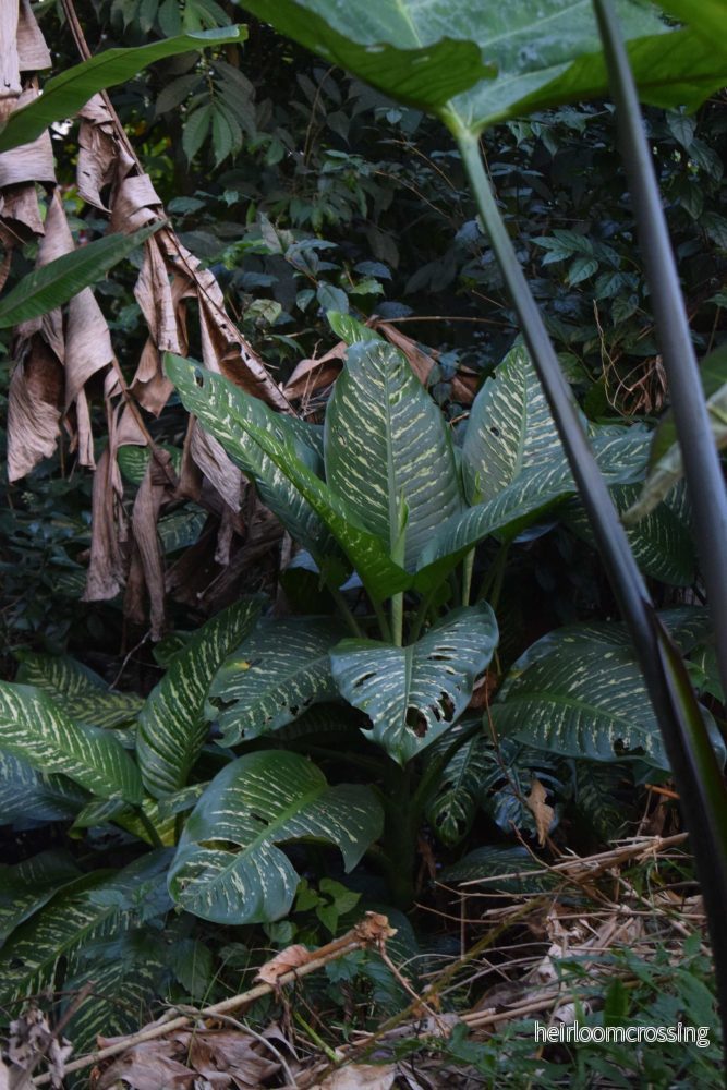 Dieffenbachia seguine