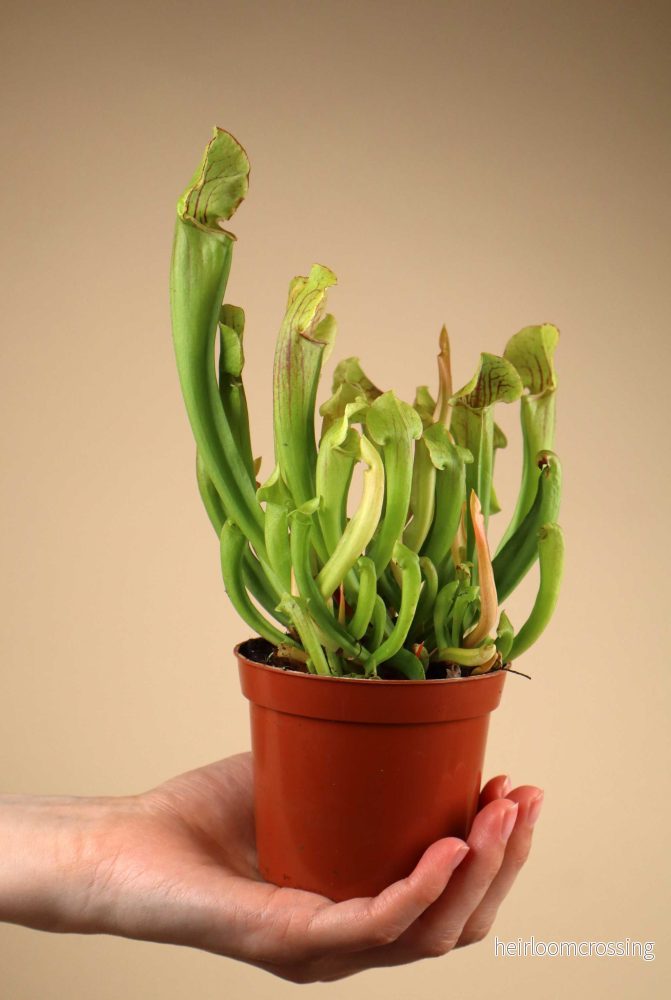 Sarracenia x 'Smoorii' - Bild 3