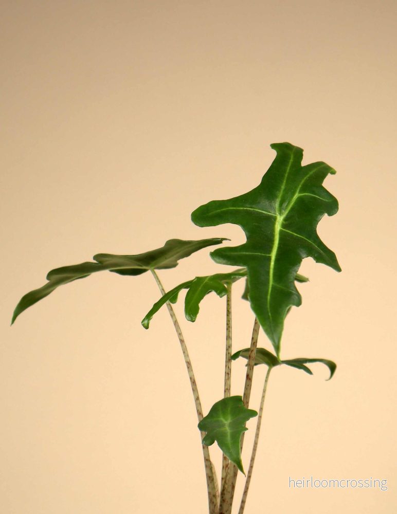 Alocasia portei - Bild 2