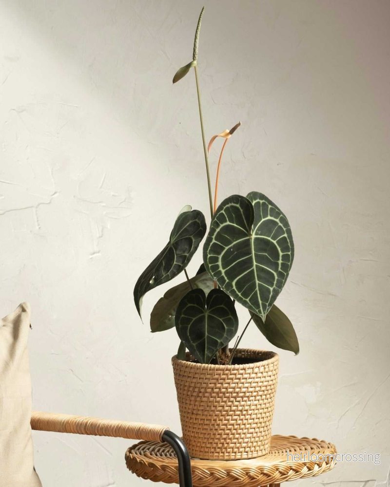 Anthurium clarinervium 'Nervkalla'