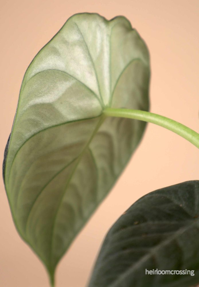 Alocasia 'Maharani' - Bild 3