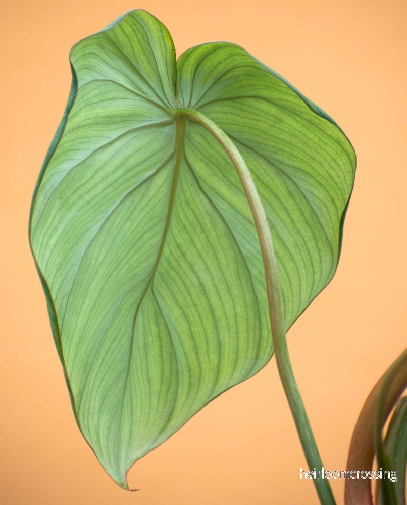Philodendron pastazanum - Bild 2