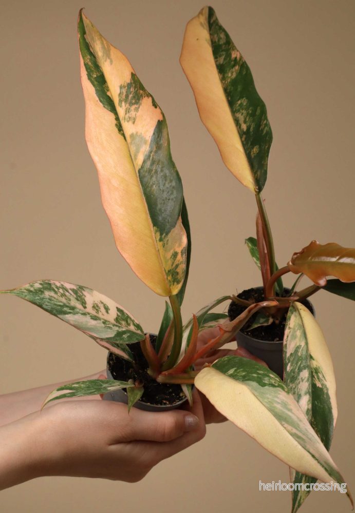 Philodendron Caramel Marble - Bild 2