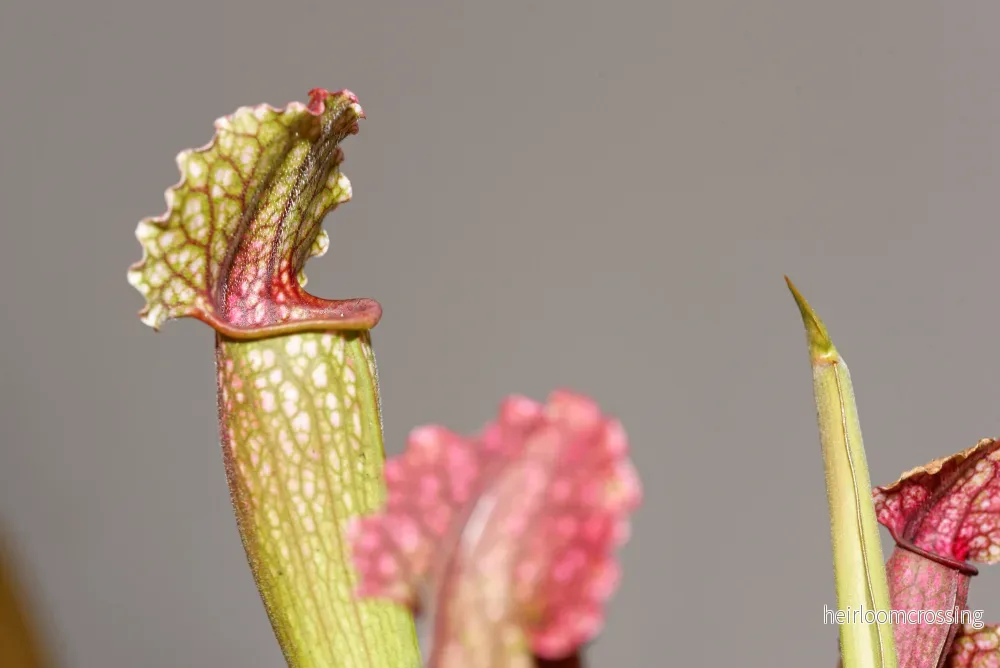 Flugtrumpet (Sarracenia x Philadelphia) - Bild 2