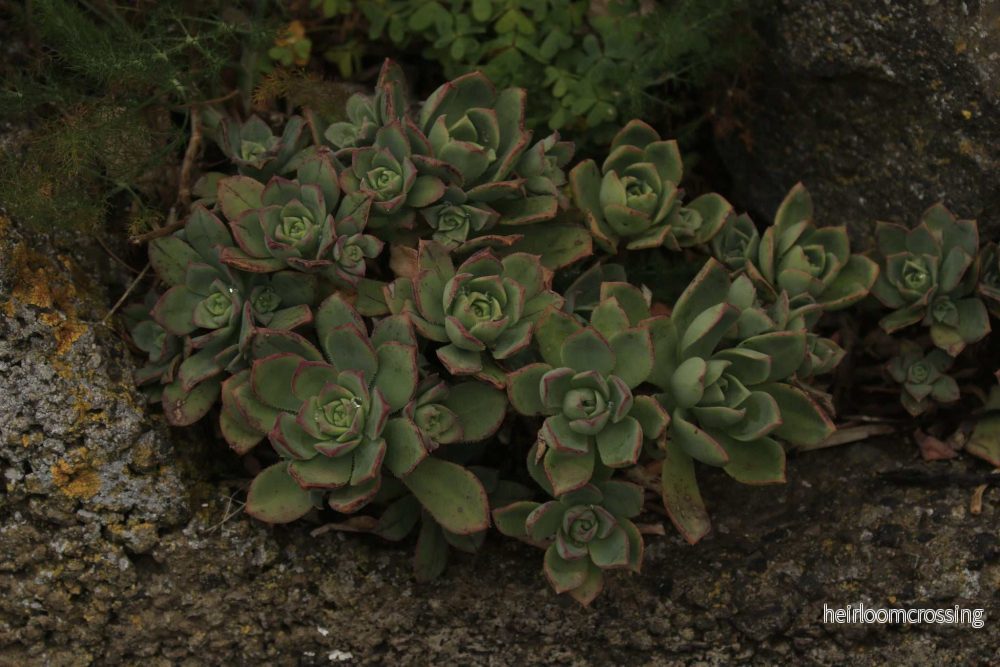 Aeonium 'florescens' | Trädtaklök - Bild 3