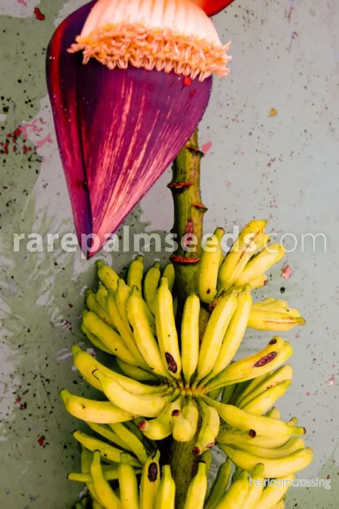 Apfingerbanan (Musa acuminata microcarpa) | frön, 10 st. - Bild 3