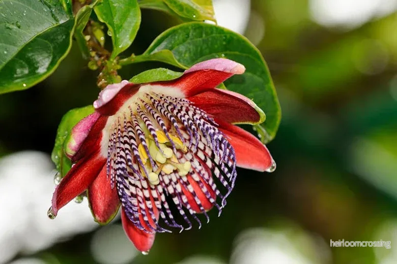 Bevingad passionsfrukt (Passiflora alata) | frön, 10 st. - Bild 3