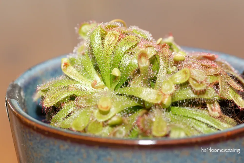 Alice Sundew (Drosera aliciae) - Bild 2