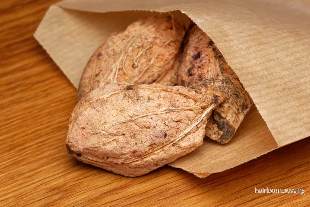 Indisk mandel (Terminalia catappa) | frön, 3 st. - Bild 2