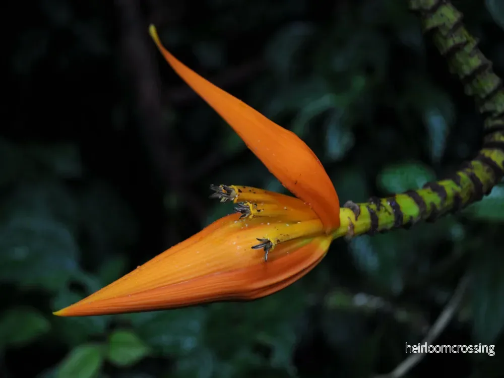 Himalaya banan (Musa aurantiaca) | frön, 10 st.