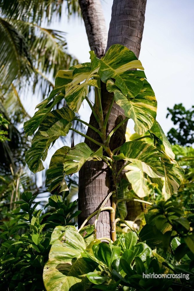Gullranka 'Epipremnum aureum'