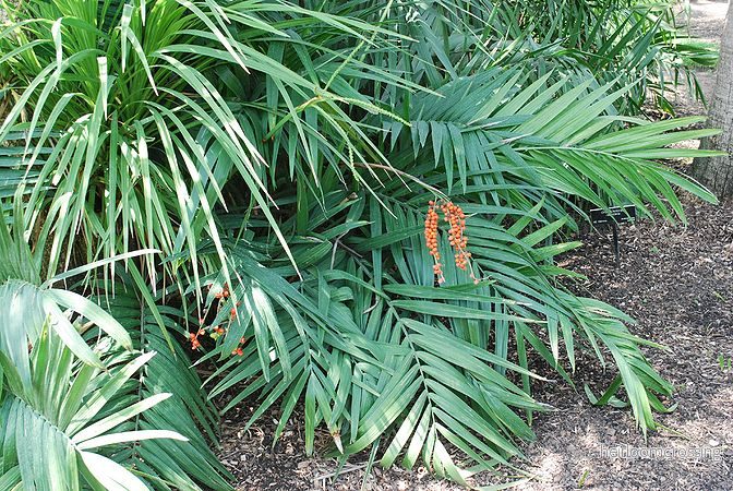 Härdig dvärgpalm (Chamaedorea radicalis) | frön, 10 st.